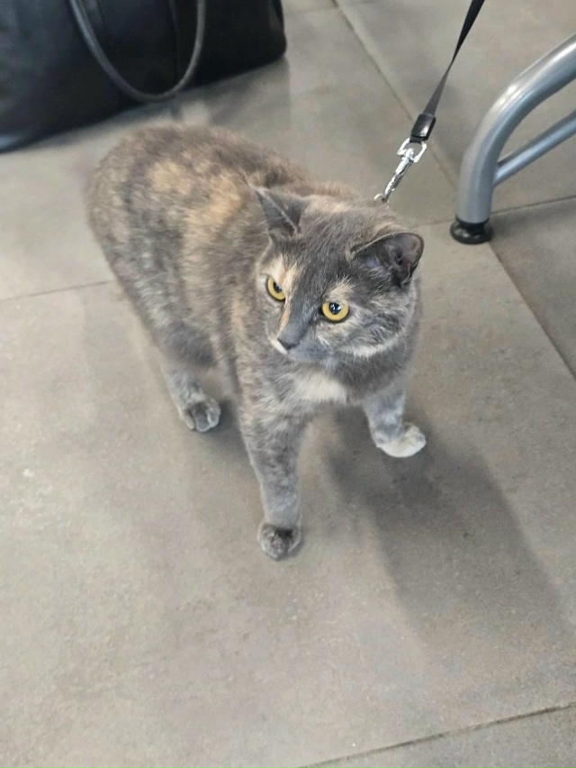 АСЯ! 🆘️
Сегодня ещё домашняя, а завтра уже станет без?...