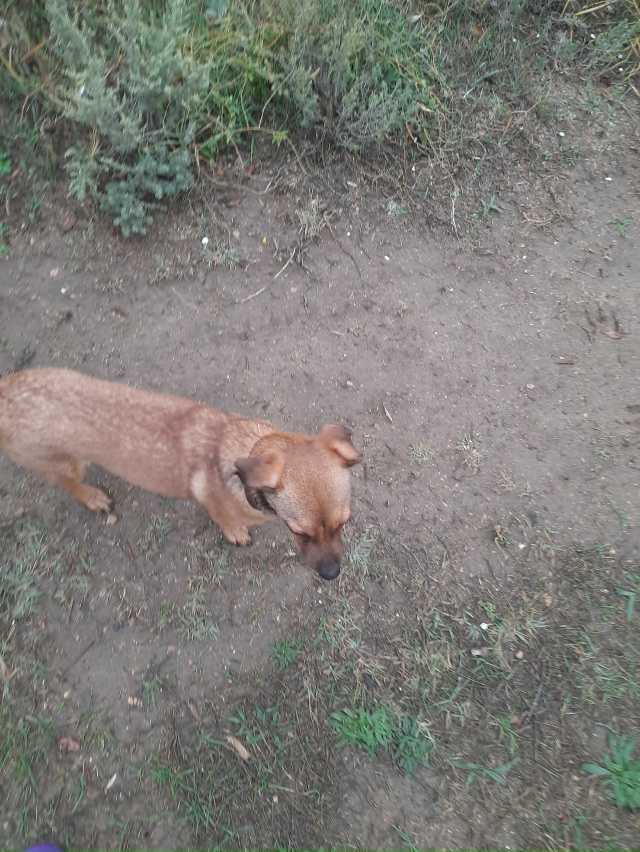 Чей потеряшка? Мальчик, найден на ул 60 Лет ВЛКСМ. Ошейни...