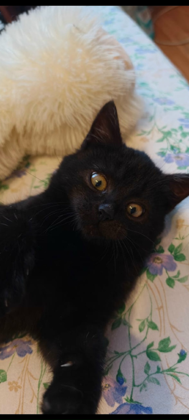 Фиону нашли на улице , котенок 2-3 месяца, очень красива?...