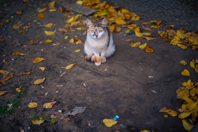 Осенние фотоэтюды