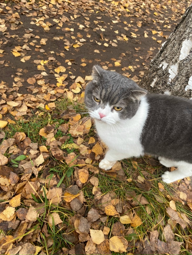 Чей котик? Около 7 школы. Сидел у дерева, трясло его от х?...