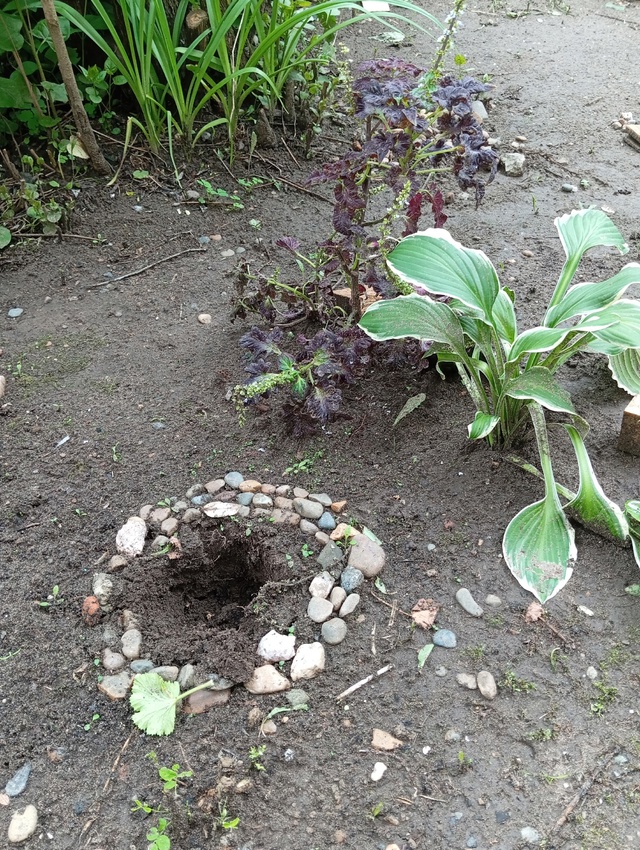 Украли, выкопали королевскую герань возле дома по Сове...