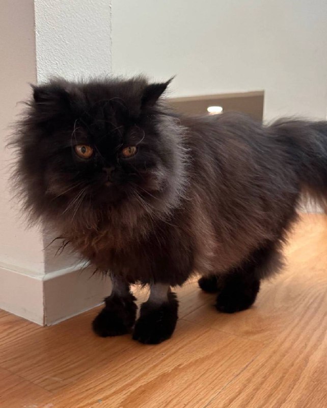 Кот в сапогах