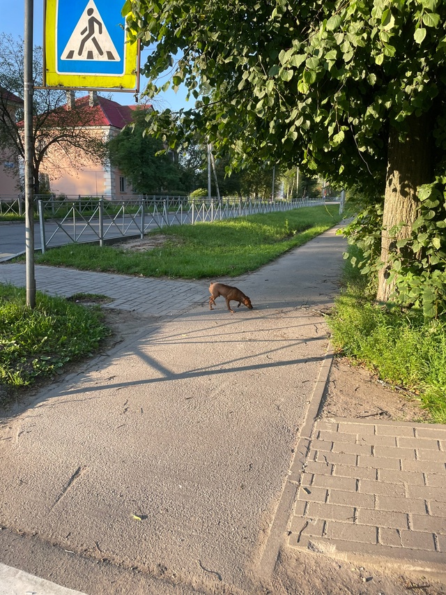 Никто собачку не терял?? Актуально на 06:15. Пропитка, у пя...