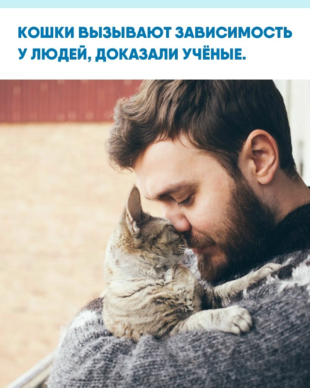 Когда кошка трётся о ногу или садится на колени, у чело?...