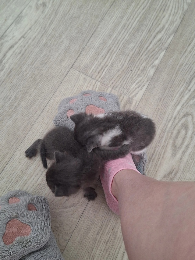 котята в добрые руки, на 4 фотке девочка, остальные маль...