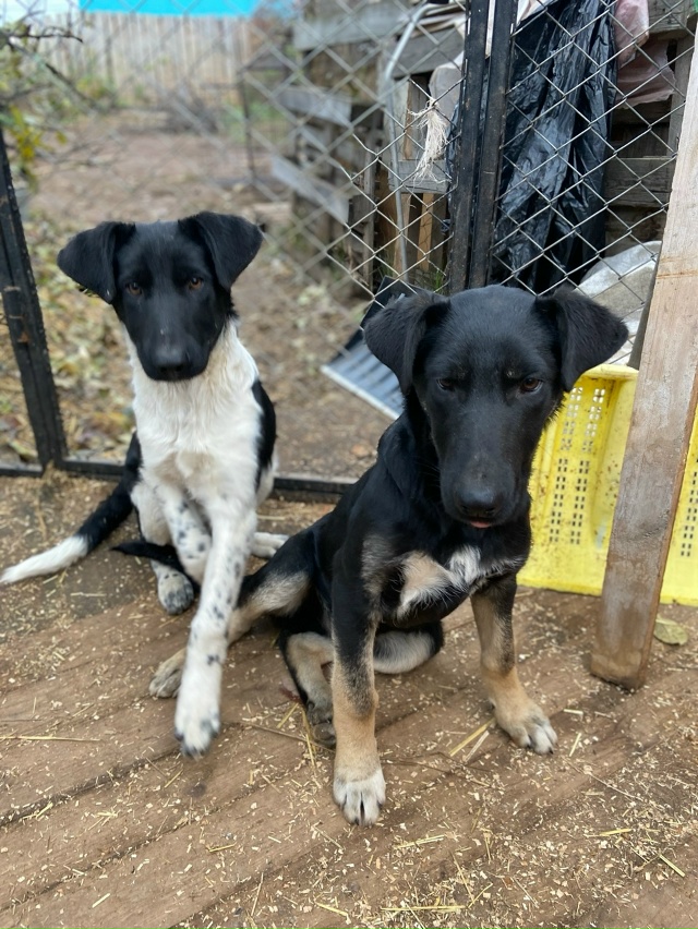 Нужен дом для классных парней.
Никто не захотел помочь ...