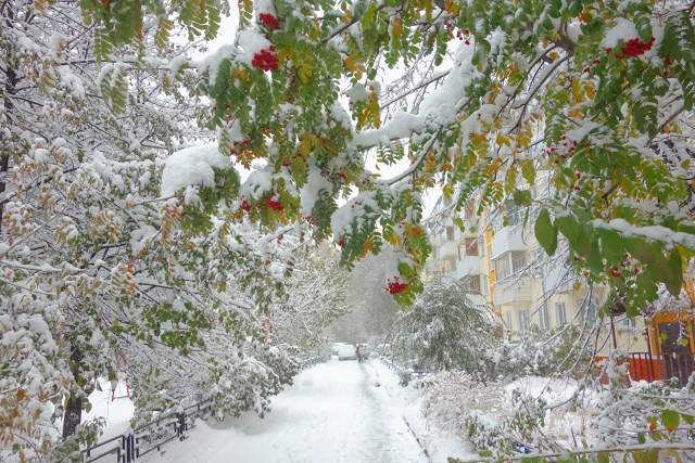 Бeлocнeжнaя oceнь в Ηoвocибиpcкe ❄🍂
Φoтo: Лeнa Γaлкинa