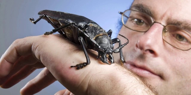 Первое место в звании «Самого крупного насекомого в ми...