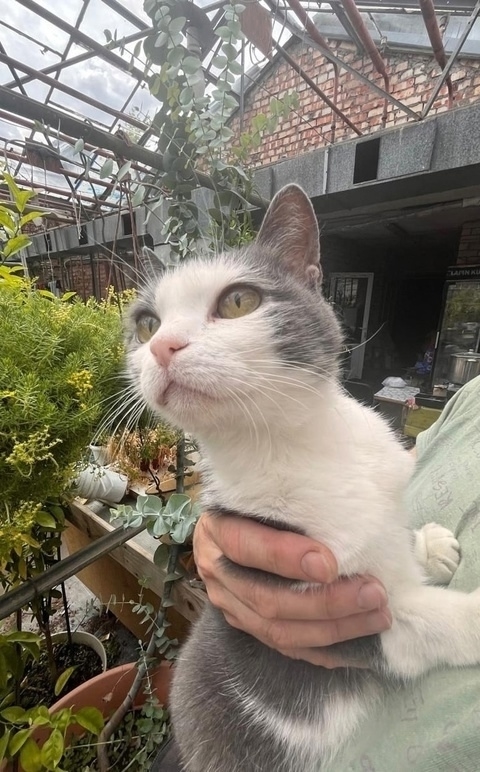 Это не просто кошка - это живая энергия с достоинствами...