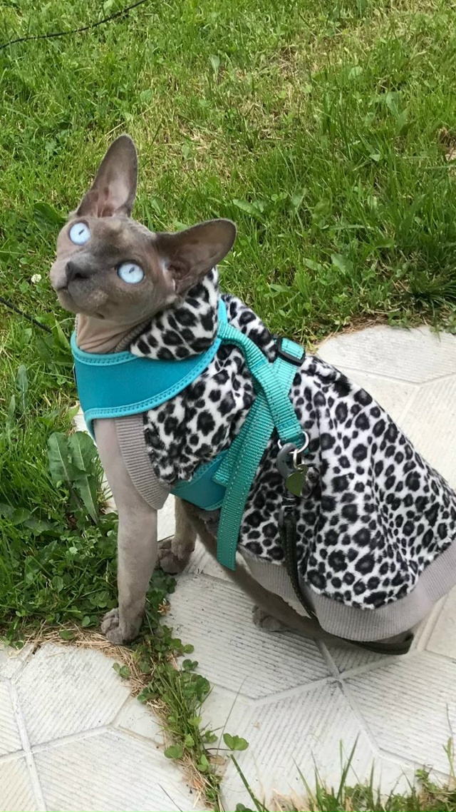 Сегодня Бесику 7 лет 😸🐾🐈🎊🎂. Добрая , умная , харизм?...