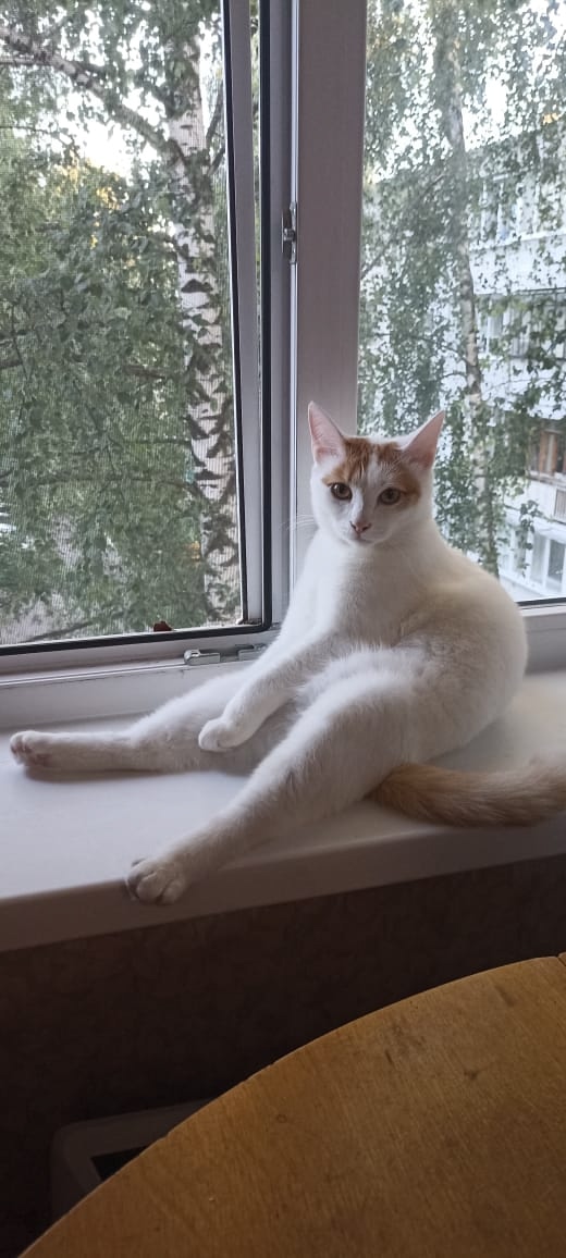 Потерялся сегодня кот по улице Ленина у суда примерно ?...