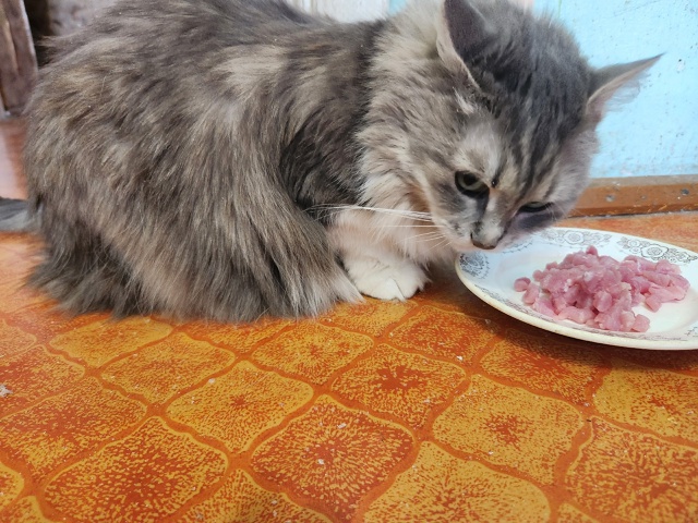 Тиша: А вы любите куриное филе?😊😊😊