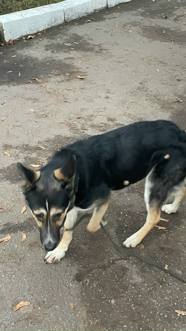 Чей пес с поводком. На территории локомотивного депо