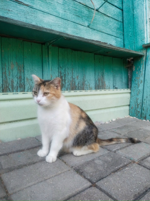 Всем доброго времени суток.
Кошечка и котята ищут дом! ...