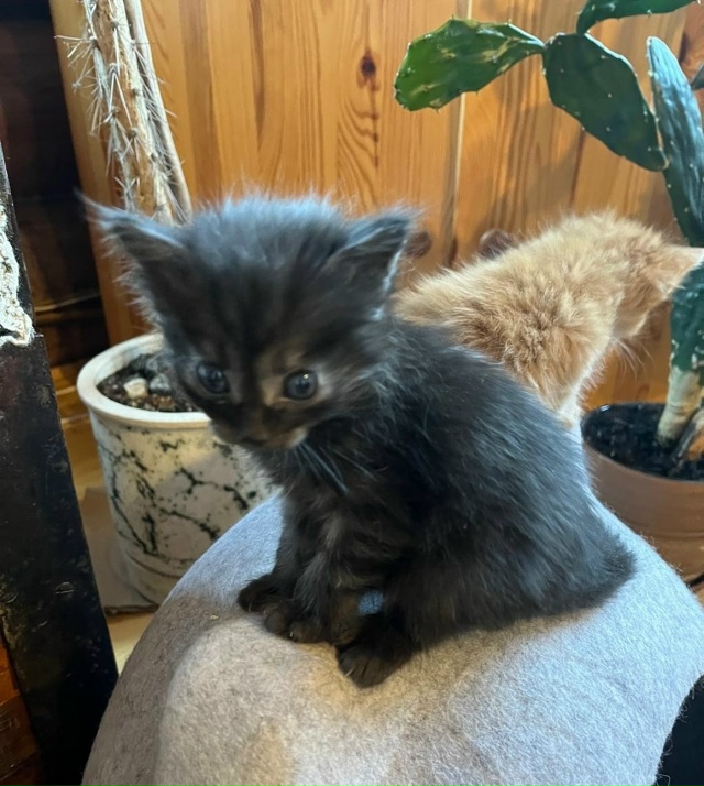 В нашей команде пополнение — ищем дом для трехцветных ...