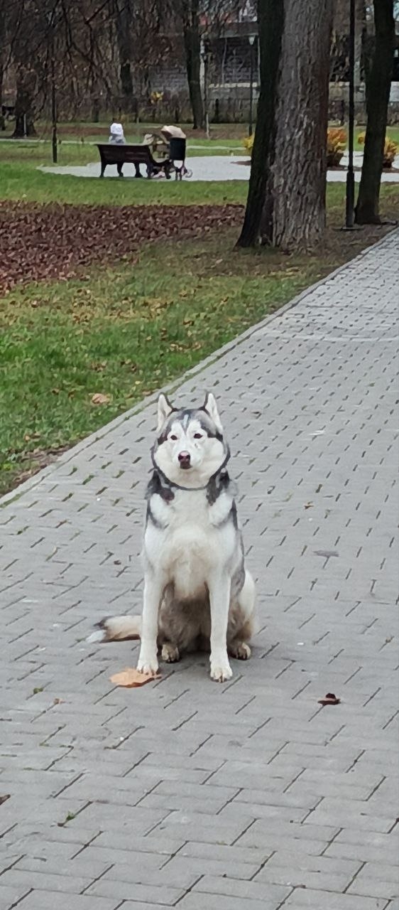 При входе в сквер Оксккий сидит пёсик, с ошейником. Ни к...