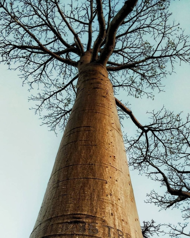 Мадагаскар??
Аллея баобабов является знаменитой гр...