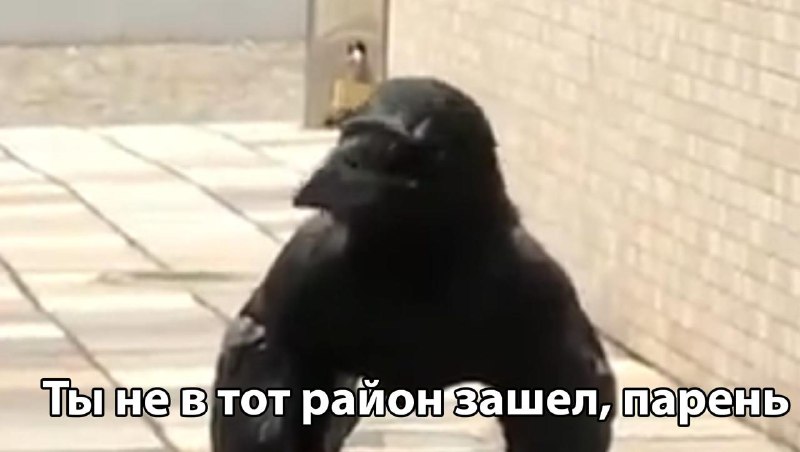 В Подмосковье ворона напала на одиннадцатиклассника и заклевала ему голову.
Парень, видимо, слишко