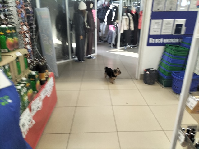 Кто потерял маленькую собачку? Бегала по дороге возле ?...