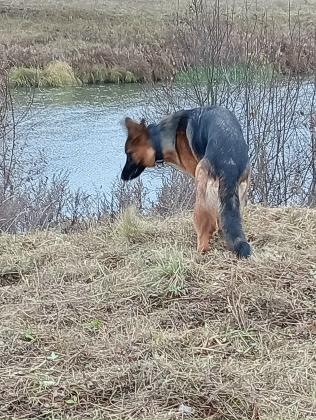 Пропала собака!
Немецкая овчарка, зовут Алиса, ей 1 годи...