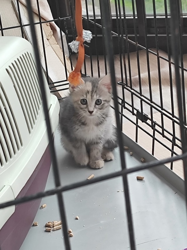 🙏Админ, пропусти, пожалуйста, котёнка нашли в Усть-Ижо...