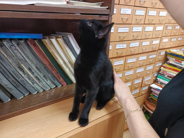 Добрый день.
Прибился котенок в Можайске, домашний, р?...