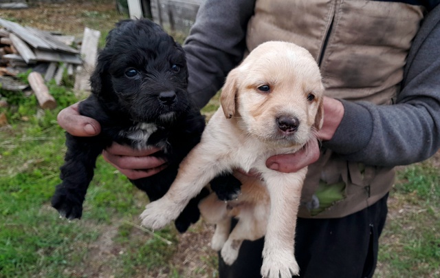 Здравствуйте. Может кому нужны девочки и 1 мальчик ( ма?...