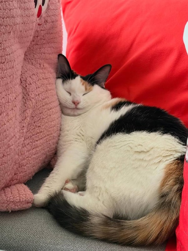 Наконец-то субкота :3