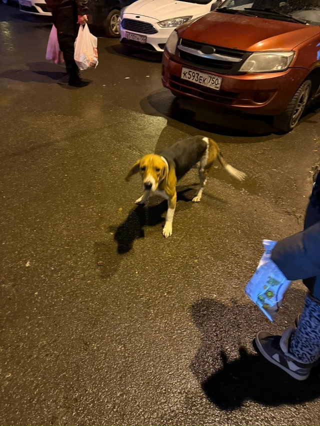 Репост🙏 найден вчера вечером центральный проезд 17
8993...