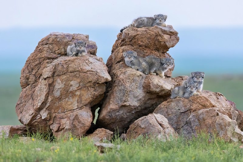 В Монголии фотограф заснял большую семью манулов: такое случается редко, потому что обычно рождается