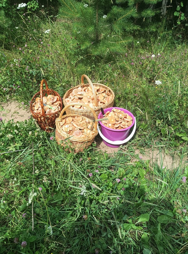 Пошли родимые. На все про все ушло 1,5 часа. В сторону Тюм...