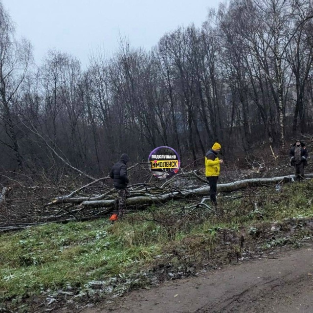 Началась вырубка деревьев в Реадовском парке. Наверно?...