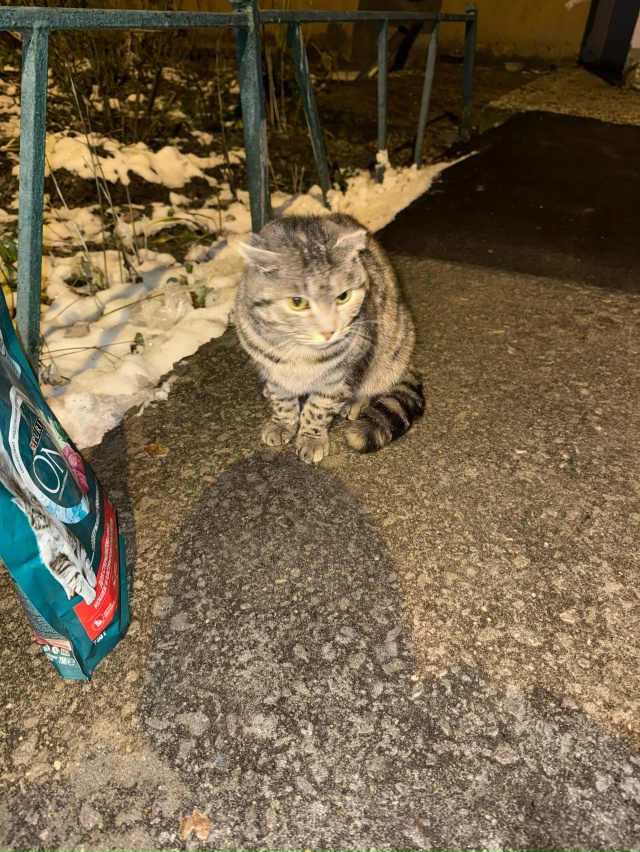 Может кто- то узнает , кот или кошка, вислоухий , бродит ?...