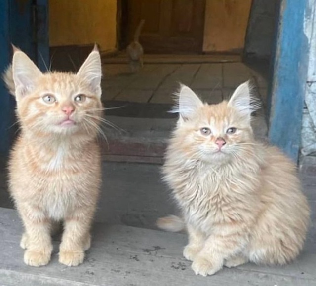 Знакомьтесь, это наши заводские пупсичи. Задорные и бо?...