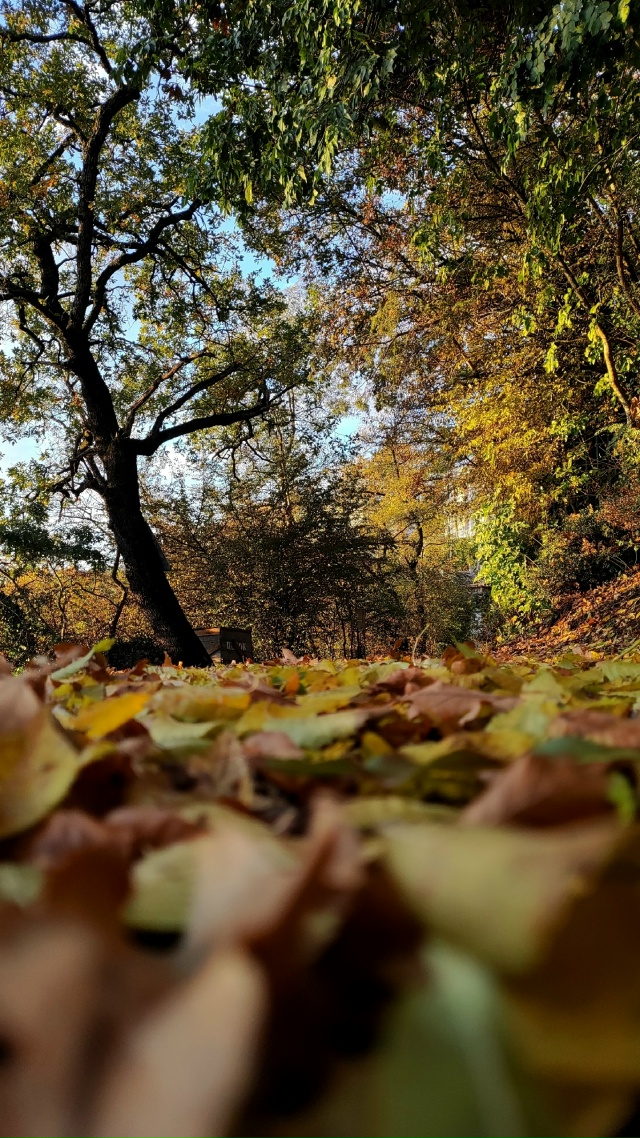 Как же это красиво! 😍
Настоящая золотая осень в Ялте ???...