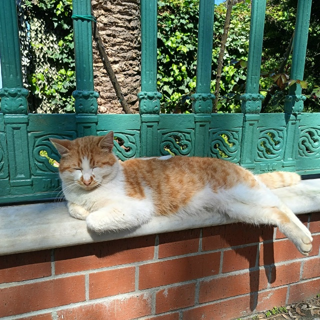 Котики Стамбула 🇹🇷
Они там в почёте 👌❤️