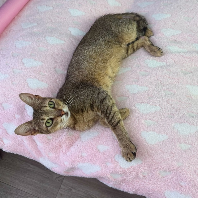 Мое кошачье семейство 😁 Митя , Сёма, Белочка, Белёк, Со?...