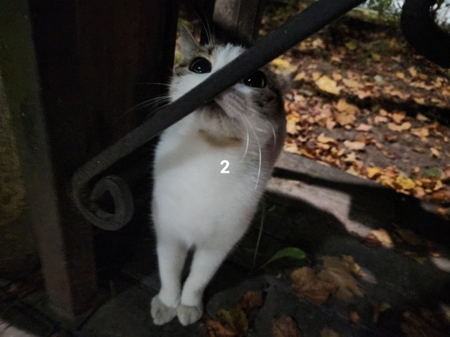 #ПотерялиНашлиПомогите
1 Пропал кот Тишка! 🆘
Дорогие ...