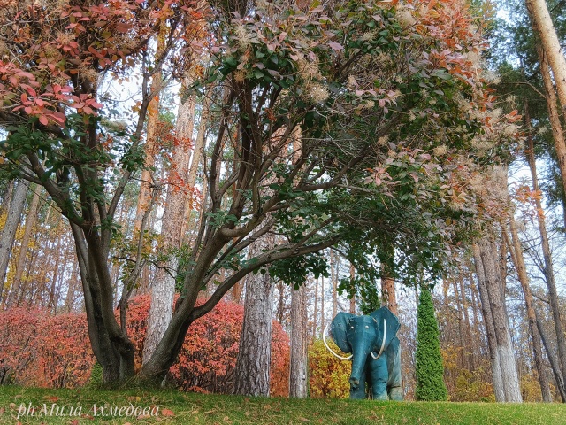 Тольяттинский лес, полон неожиданностей.🌲🐘🍁