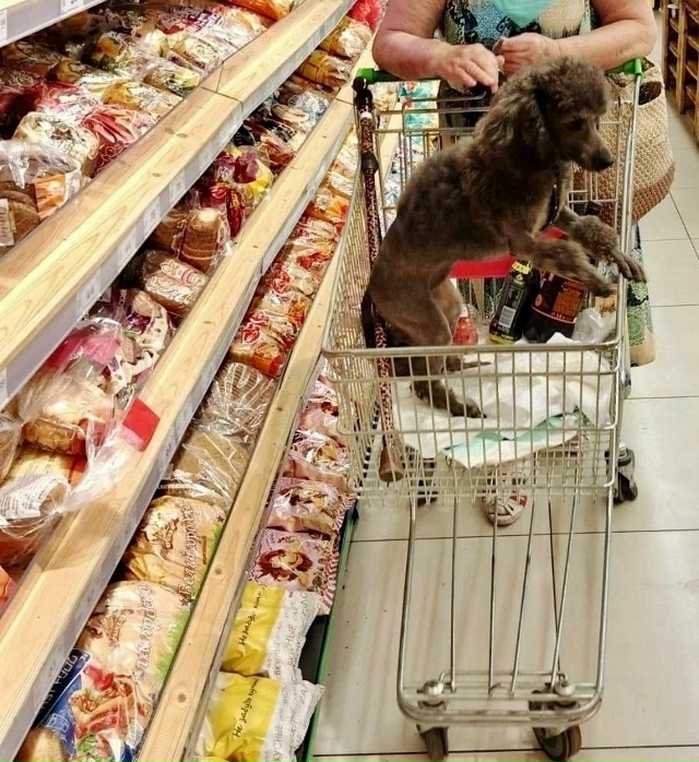 🤬 Собаки в продуктовых тележках — это нормально?
В од?...