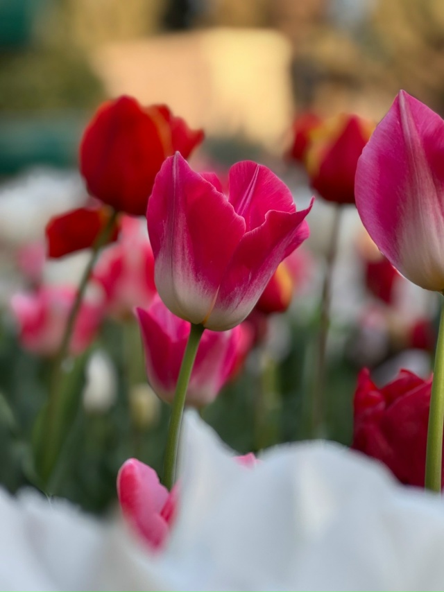 💎 Алупка - новая жемчужина Южного берега Крыма 🌷
Сотр...