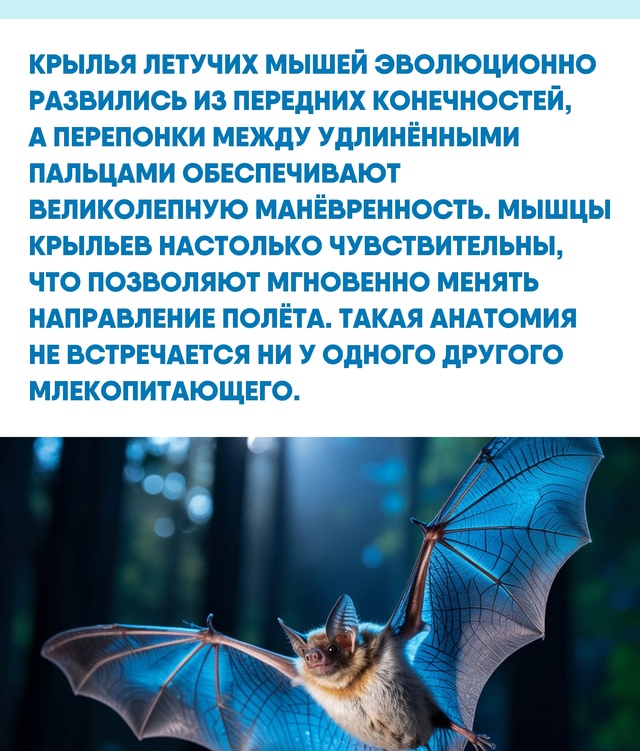 Интересно, что изучение строения крыльев и эхолокации ...