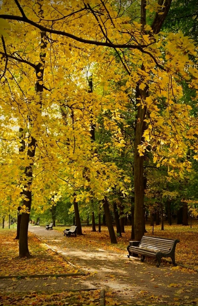 Осень в Екатерининском парке 🍁
Фото: Алексей Хусаин?...