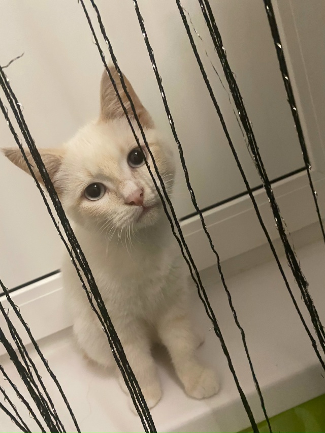 Отдам котенка в хорошие руки, мальчик к лотку приучен, ?...