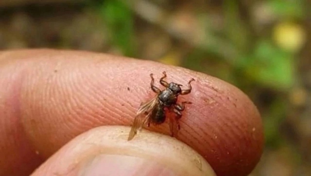 Пермских грибников атаковали оленьи кровососки
Любит...