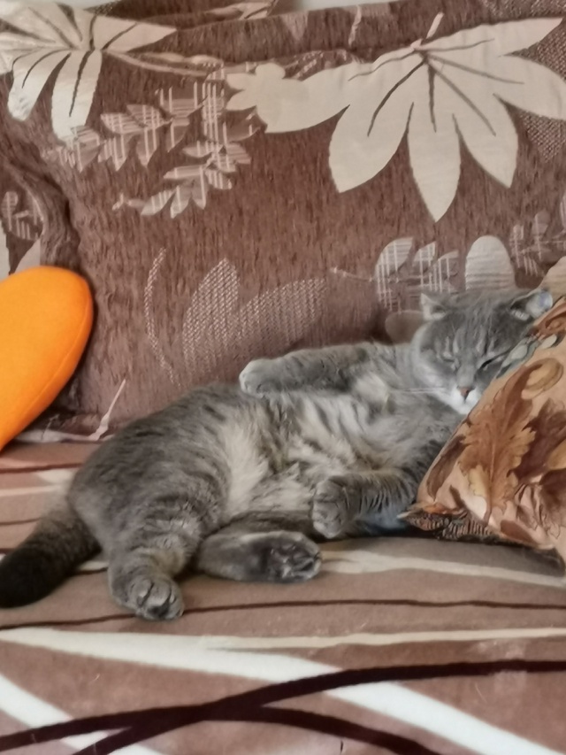 Кошечка Ласка отдыхает)))