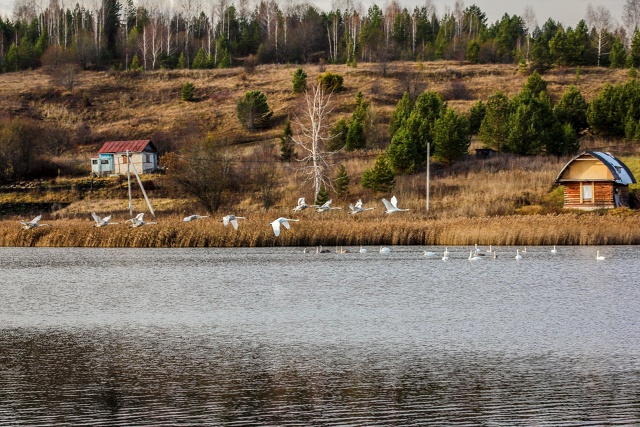 Завораживающая красота лебединого полёта.