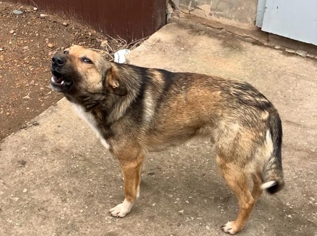 Завтра в Бузулуке проведут отлов безнадзорных животны...