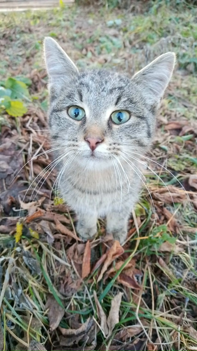 Прошу помощи в пристрое подкидыша ,сегодня снова подки...